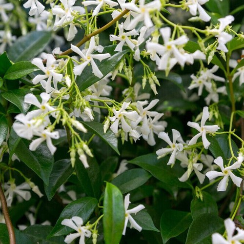 Star jasmine plants - star,