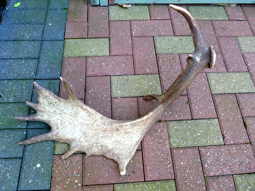 Fallow deer antler stick - deer,