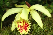 1x Pleione Shantung Ducat Orchid FS XXL Bulb Spring Flowering Rare 