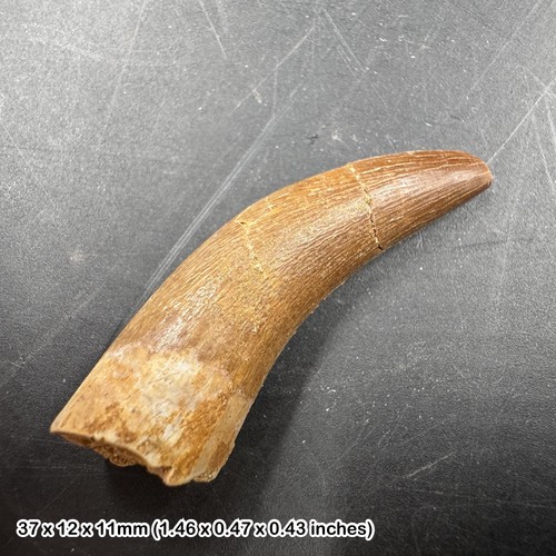 Genuine plesiosaur fossil - genuine,