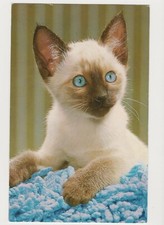 Cat Postcard Seal Point Blue