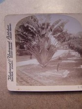 Stereo View Stereoscopic