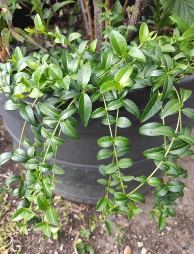 Creeping myrtle pot size - , 1l