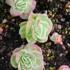 Echeveria Ice Rose Variegated