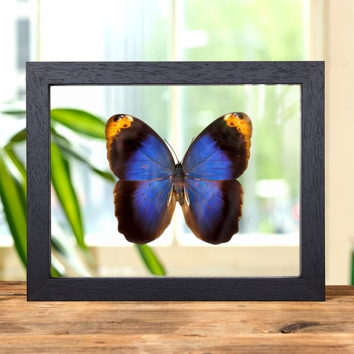 Purple owl butterfly clear - butterfly, in