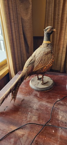 Vintage pheasant ring neck - vintage,