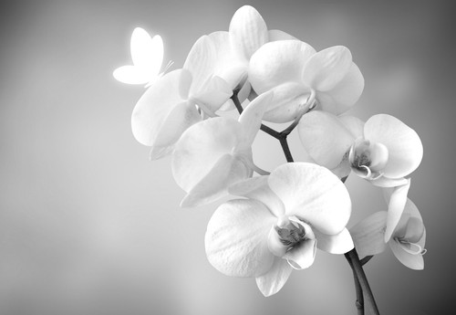 Black white orchid - white,