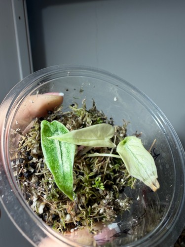 Alocasia zebrina variegata - alocasia,