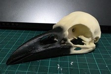 Raven Skull Life-Size Replica