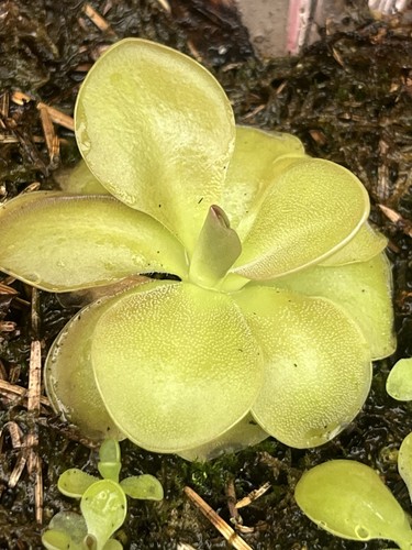 Pinguicula sethos carnivorous - pinguicula,