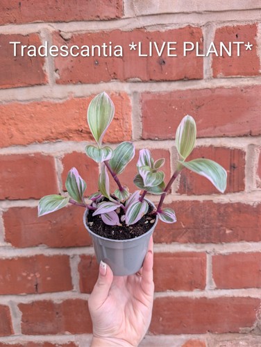 Tradescantia nanouk - tradescantia,