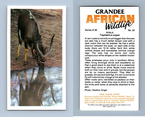 Nyala grandee african - nyala,