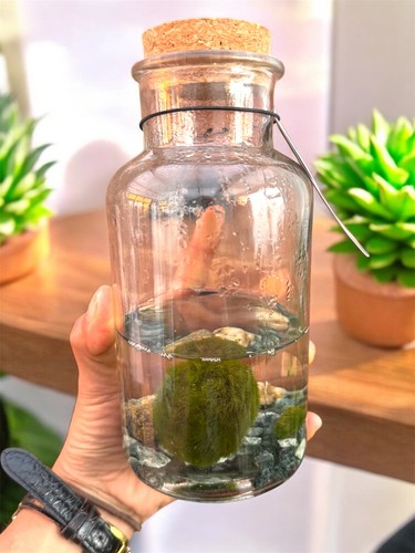 Cladophora marimo moss ball - |,