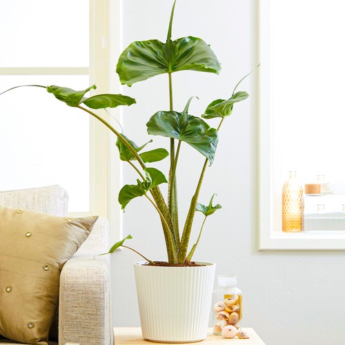 Alocasia stingray rare - alocasia, |