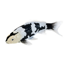 Koi Carp Shiro Utsuri Toy