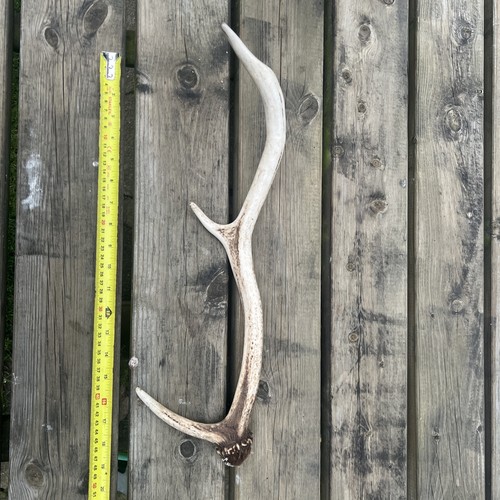 Red deer antler - red,