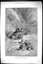 Original Old Antique Print