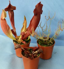 3 CARNIVOROUS PLANTS COLLECTION: 2 x Sarracenia (purp. & ex.);1 x Drosera binata