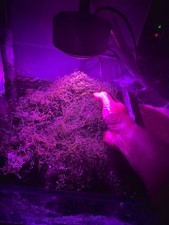 Chaetomorpha Chaeto Macro Algae