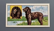 Molassine Vims-Pet Puppies