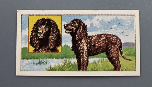 Molassine vims pet puppies - vims-pet,