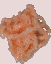 Flytying Scotland 15mm Boosted