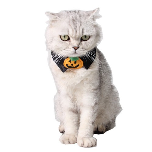 Buster collar for - for, cats