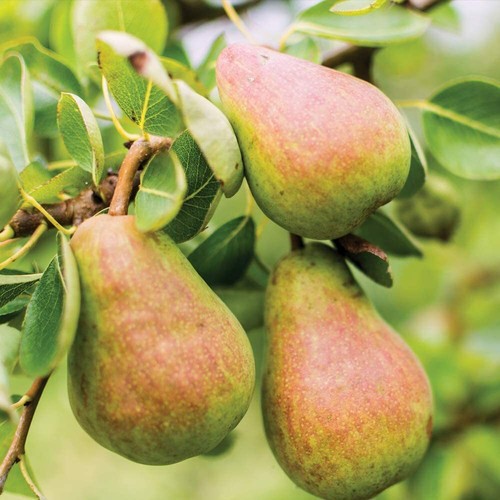 Suttons pear williams bon - suttons,