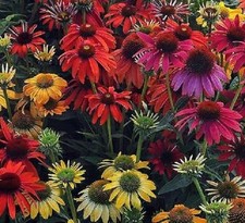 Echinacea cheyenne spirit - 'cheyenne, spirit'