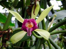 Rare Vanilla imperialis  orchid plant, not in bloom