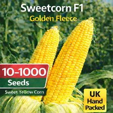 Sweetcorn golden fleece - sweetcorn,