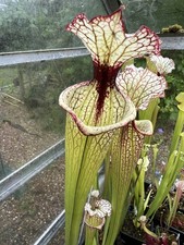 Carnivorous plant sarracenia - carnivorous, plant.