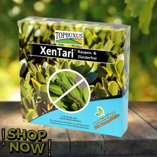 Topbuxus xentari boxwood - topbuxus,