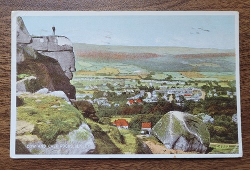1944 cow calf - &,