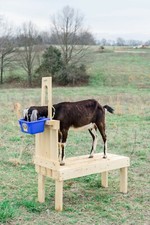 New Small Goat Milking Stand