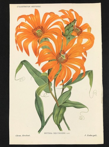 Botanical perennial mutisia - botanical,