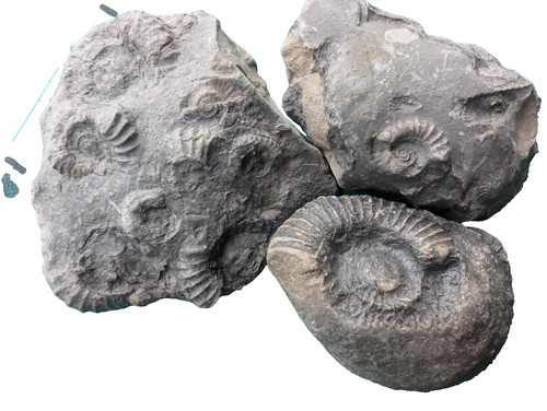Jurassic ammonite fossil - jurassic,