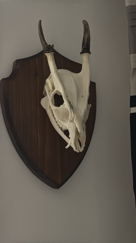 Muntjac deer skull head wall - muntjac,