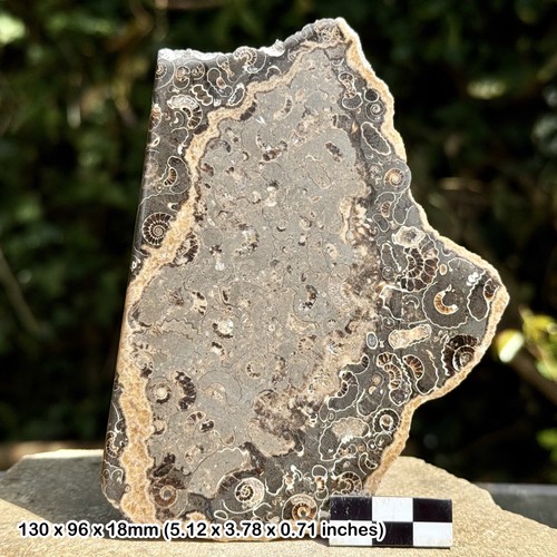 Promicroceras ammonite fossil - promicroceras,