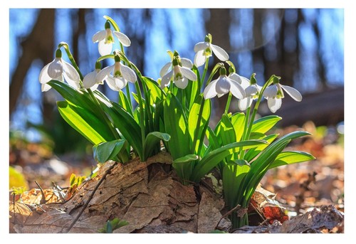 Single snowdrop bulbs - x,