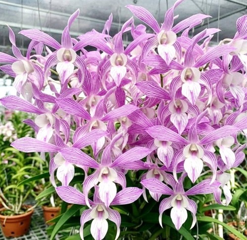 Dendrobium rabbit pink - rabbit,