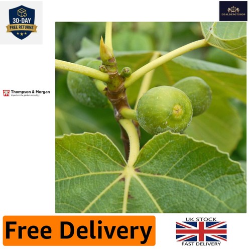 Delightful green fig tree - delightful, in