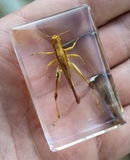 Real Bug Grasshopper LOCUST Cricket  Insect Preserved in Resin Animal Taxidermy 