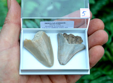2 X REAL MEGALODON SHARKS