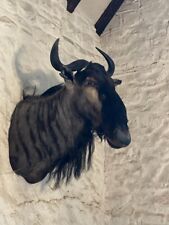 Antique taxidermy Wildebeest Head - beautiful! 