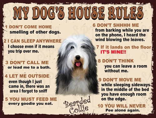 Bearded collie dog house - bearded, dog's
