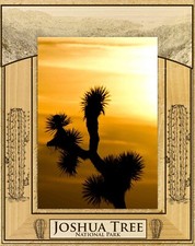 Joshua Tree National Park