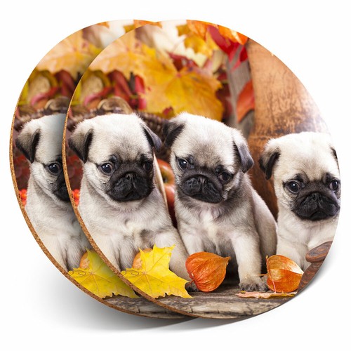 Coasters pug puppies - x,