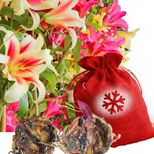 Tree Lily Bulbs Christmas Sack