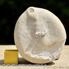 Echinocorys scutata fossil - scutata,
